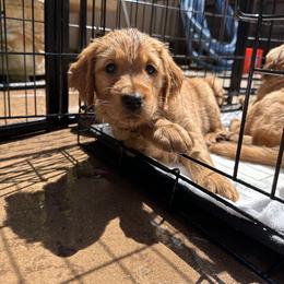 Golden Retriever Puppies from Golden Wiggle Retrievers