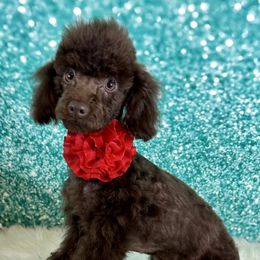 Kissy - Poodle