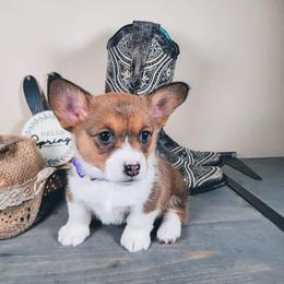 German Shepherd and Pembroke Welsh Corgi Puppies from J&R Shepherds & Corgis