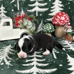 Comet - Black and white male American Corgi puppy in Waskom, Texas from Piney Woods Corgis