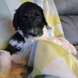 Babe - Black and white female Bernedoodle puppy in Mckenzie, Tennessee from Small Town Doodles & Poodles