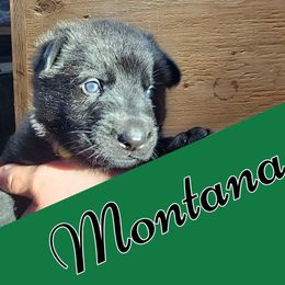 Boy 3 - Black German Shepherd puppy in Houlton, Maine from Black Beauty Shepherds