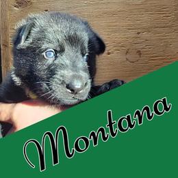 Boy 3 - Black German Shepherd puppy in Houlton, Maine from Black Beauty Shepherds