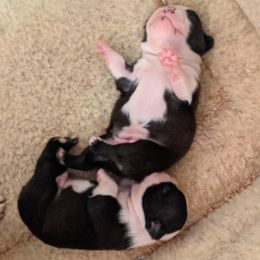 Boston Terrier Puppies from Ta-Koda Boston Terriers