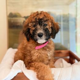 Dark pink - Sable female Poodle puppy in Wisconsin Rapids, Wisconsin from Clementi Pearl Golden and Poodle