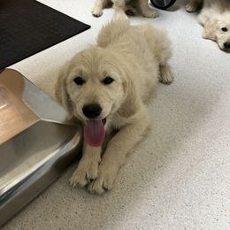 Goldendoodle and Golden Retriever Puppies from Golden Valley Farm and Kennel