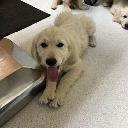 Goldendoodle and Golden Retriever Puppies from Golden Valley Farm and Kennel