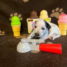 Salty Dawg- Light Green- LUA - White and black female Dalmatian puppy in Claremore, Oklahoma from Lotsofdots Dalmatians