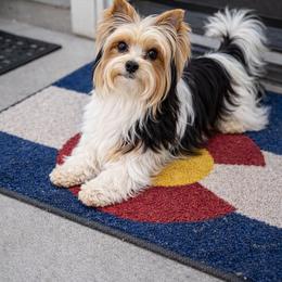 Biewer Terrier and Yorkshire Terrier All Grown Up from Little Paw Cottage