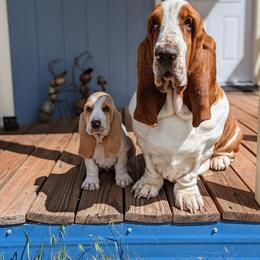 Basset Hound Puppies from BeautyBea's Flathead Lake Bassets