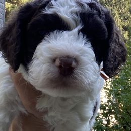 Orange collar - Brown and white male Cockapoo puppy in Lake Stevens, Washington from Maranatha Cockapoos