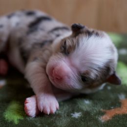 Australian Shepherd Puppies from River Run Australian Shepherds