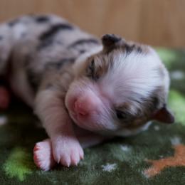 Australian Shepherd Puppies from River Run Australian Shepherds