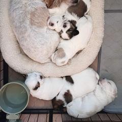 Mal-Shi Puppies from Maple's Malshies