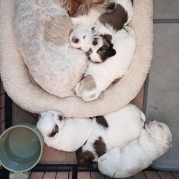 Mal-Shi Puppies from Maple's Malshies