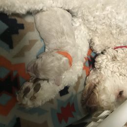 Goldendoodle, Schnoodle, and Sheepadoodle Puppies from Dood Ranch