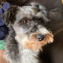 Clair - Miniature Schnauzer