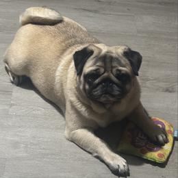 Luna - Pug