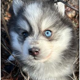 Runamok Cookies For Santa (Chip) - Black and white male Pomsky puppy in St. Maries, Idaho from Runamok Farm