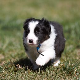Border Collie Puppies from Rigel Border Collies