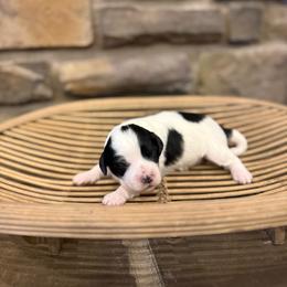 Girl 3 - Black and white female Assorted Doodle Crosses puppy in Lyman, Wyoming from Backcountry Doodles