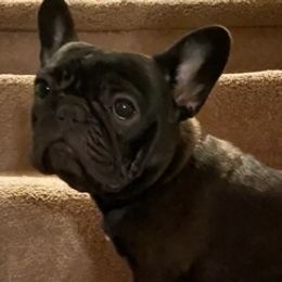 French Bulldogs from Dawn's French Bulldogs