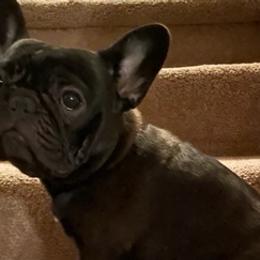 French Bulldogs from Dawn's French Bulldogs