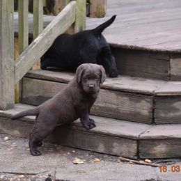 French Bulldog and Labrador Retriever Puppies from Gainesfield Labradors