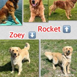 Zoey - Golden Retriever