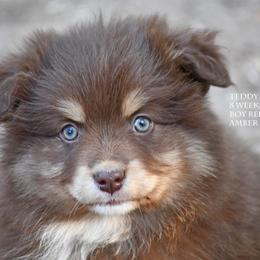 Teddy - Red tri male Miniature Australian Shepherd puppy in Patterson, North Carolina from DreamLine Aussies
