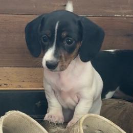 Pie girl - Piebald female Dachshund puppy in Madison, Wisconsin from SK Miniature   Dachshunds