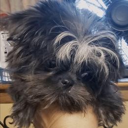 Tinker Belle - Blue female Shih Tzu puppy in Victorville, California from RUMBLE n TUMBLE