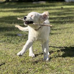 Girl 1 - Golden Retriever puppy in South Carolina from Carolina Point Retrievers