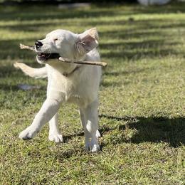 Girl 1 - Golden Retriever puppy in South Carolina from Carolina Point Retrievers
