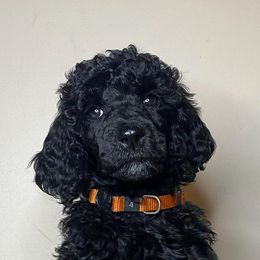 Poodles from Glory Bound Farm & Kennel