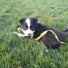 Leo - Black and white male Border Collie puppy in Nampa, Idaho from D8 Ranch Border Collies