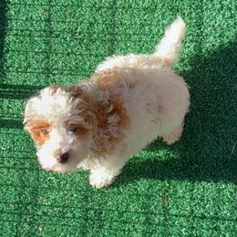 Mr FluffyBoy - Parti male Poodle puppy in Salem, Oregon from Oregon Poodle Oodle Doodles