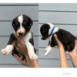 Blue - Black white and tan male Shetland Sheepdog puppy in Katy, Texas from Sherock’s Shelties