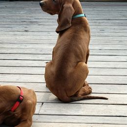 Redbone Coonhound Puppies from Low Mountain Red Bones