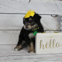 Girl 1 - Black tri-color Aussiedoodle puppy in Riverdale, Utah from La Di Da Doodles