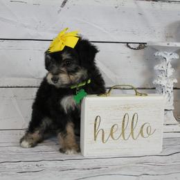 Girl 1 - Black tri-color Aussiedoodle puppy in Riverdale, Utah from La Di Da Doodles