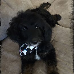 Porky - Black tri-color male Aussiedoodle puppy in Farley, Iowa from Iowa's Doodle Co.