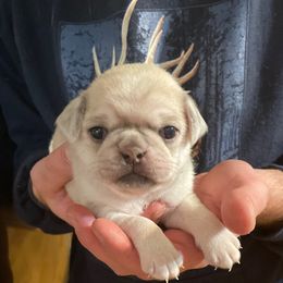 Boy 2 - Fawn Pug puppy in Rushmore, Minnesota from Love of Pugs