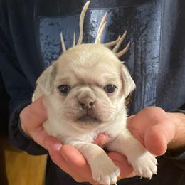 Boy 2 - Fawn Pug puppy in Rushmore, Minnesota from Love of Pugs