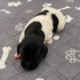 Cowboy - Black and white male German Shorthaired Pointer puppy in Hot Springs, Virginia from Thunder Mountain Gun Dogs