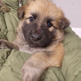 "Longcoat Fawn Male" German Shepherd Puppies from Mountainside German Shepherds