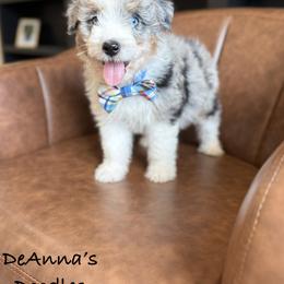 Aussiedoodle, Bernedoodle, and Sheepadoodle Puppies from DeAnna’s Doodles