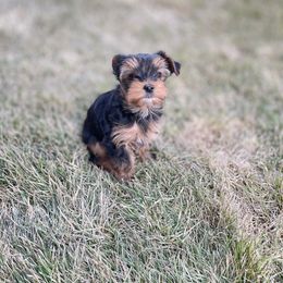 Yorkshire Terrier Puppies from Alvarado’s Yorkies