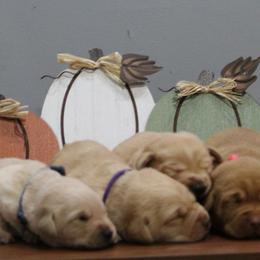2nd pick - Yellow female Labrador Retriever puppy in Four Oaks, North Carolina from TLC Retrievers