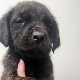 Charlie - Brindle male Mastiff puppy in Moneta, Virginia from Jeana's Rottweilers & English Mastiffs
